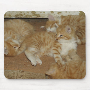 Four Red Tabbies Mouse Mat