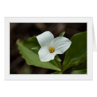 four seasons in michigan 01 card