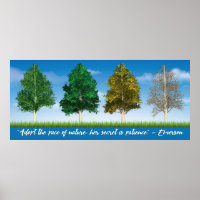 Four Seasons of Aspen Trees