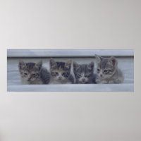 Four Sleepy Kittens in a Row
