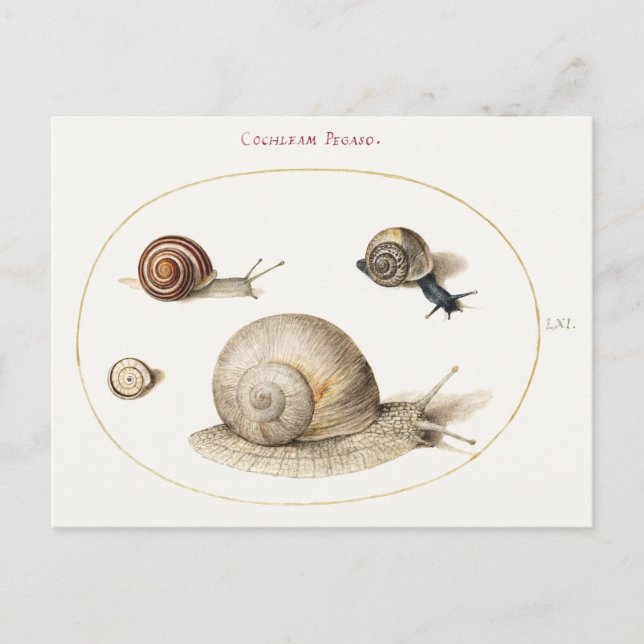 Four Snails Illustration Postcard (Front)