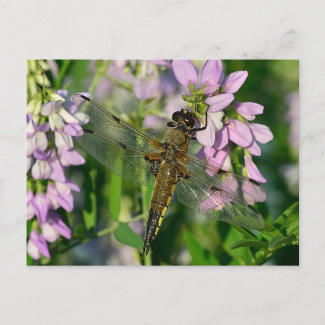 Four-spotted Chaser Dragonfly Postcard (Front)