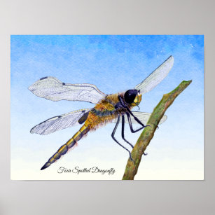 Four-Spotted Chaser Dragonfly Watercolor Poster