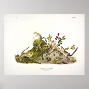 Four-striped Ground Squirrel, or Colorado Chipmunk Poster