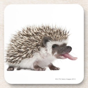 Four-toed Hedgehog - Atelerix albiventris Coaster