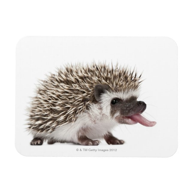 Four-toed Hedgehog - Atelerix albiventris Magnet (Horizontal)