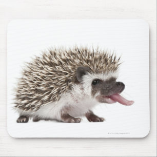 Four-toed Hedgehog - Atelerix albiventris Mouse Mat