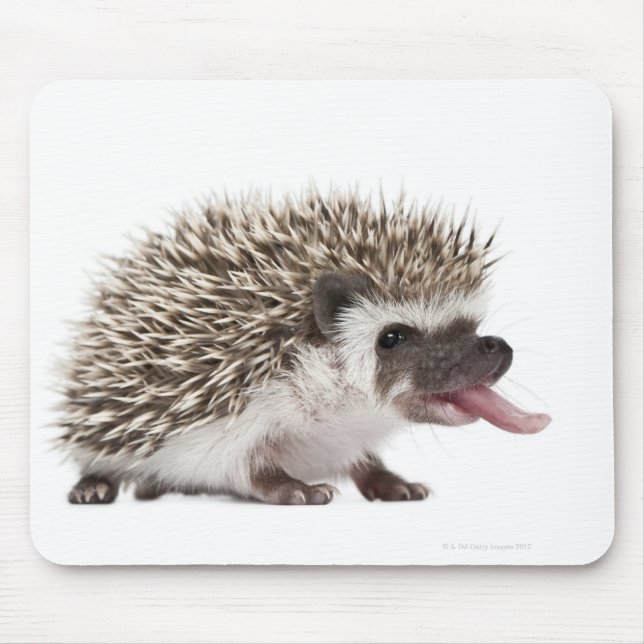 Four-toed Hedgehog - Atelerix albiventris Mouse Mat (Front)