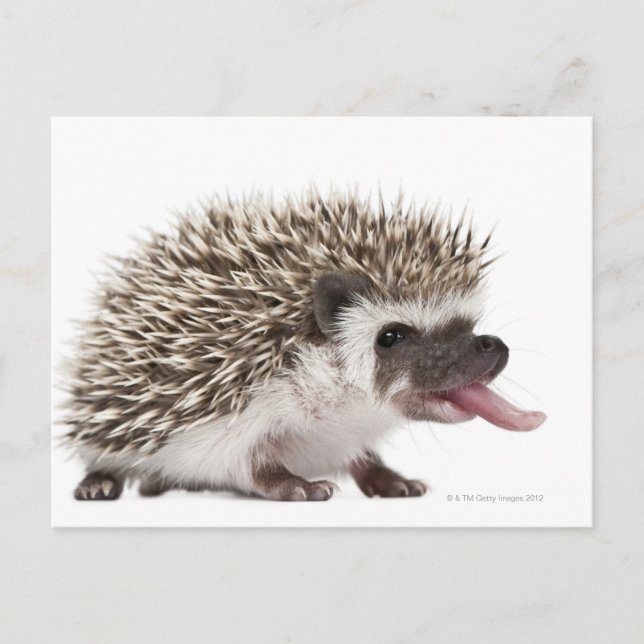 Four-toed Hedgehog - Atelerix albiventris Postcard (Front)