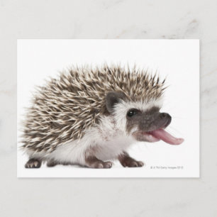 Four-toed Hedgehog - Atelerix albiventris Postcard