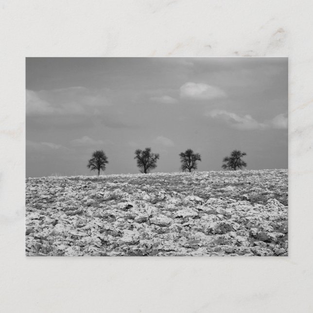 Four Trees, Countryside, Fields / BW Photography Postcard (Front)