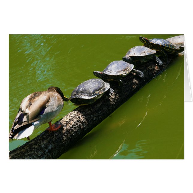 Four Turtles Trying to Cross a Log with Duck Block (Front Horizontal)