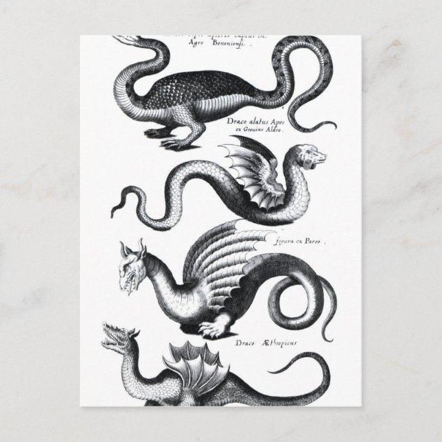 Four types of dragon postcard (Front)