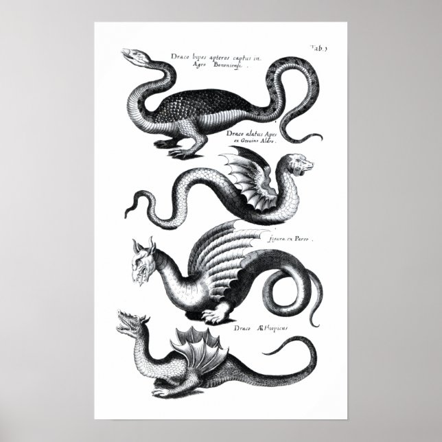 Four types of dragon poster (Front)