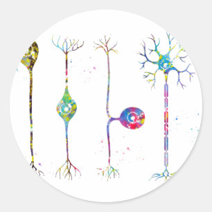 Four types of neurons classic round sticker