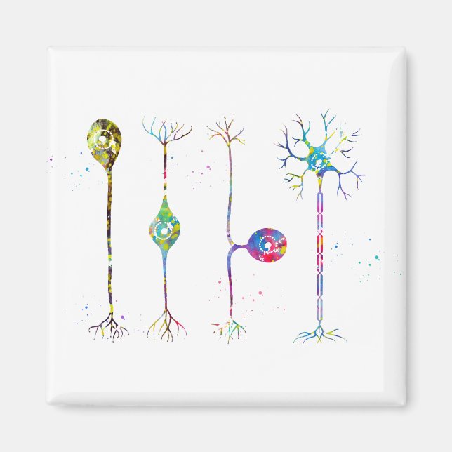 Four types of neurons magnet (Front)