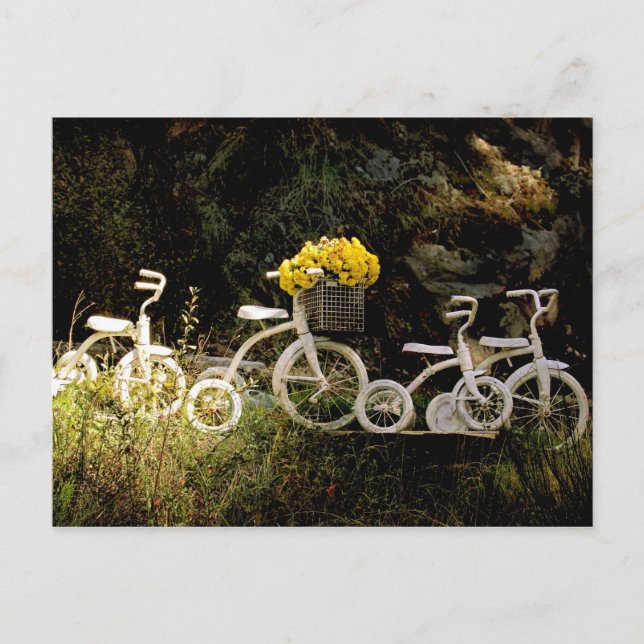 Four White Trikes Postcard (Front)