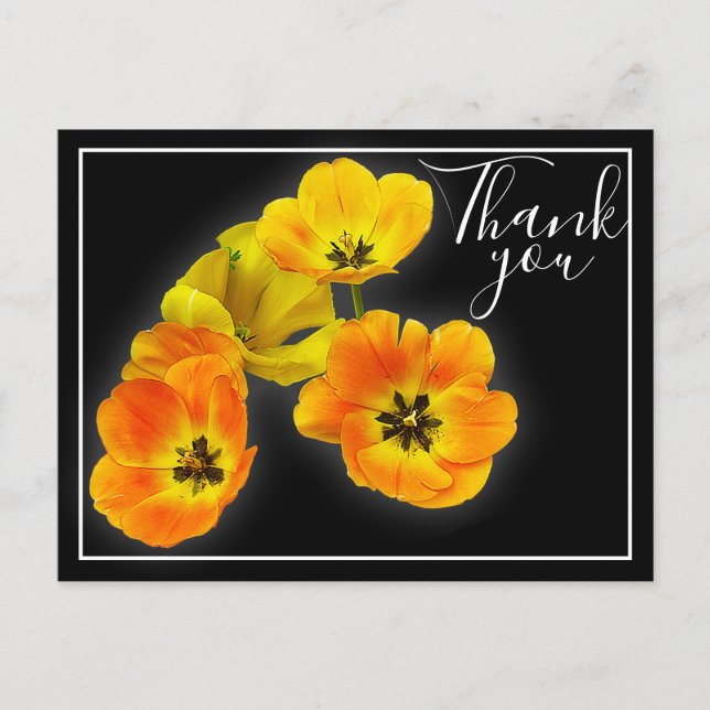Four Yellow Orange Tulips Black Backdrop Thank You Postcard (Front)