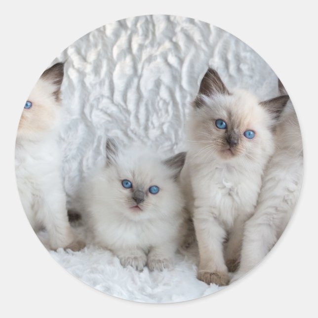 Four young Ragdoll cats sitting in a row Classic Round Sticker (Front)