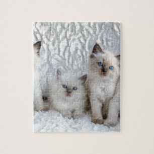 Four young Ragdoll cats sitting in a row Jigsaw Puzzle