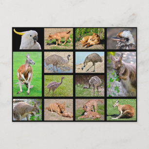Fourteen mosaic photos of Australian animals Holiday Postcard