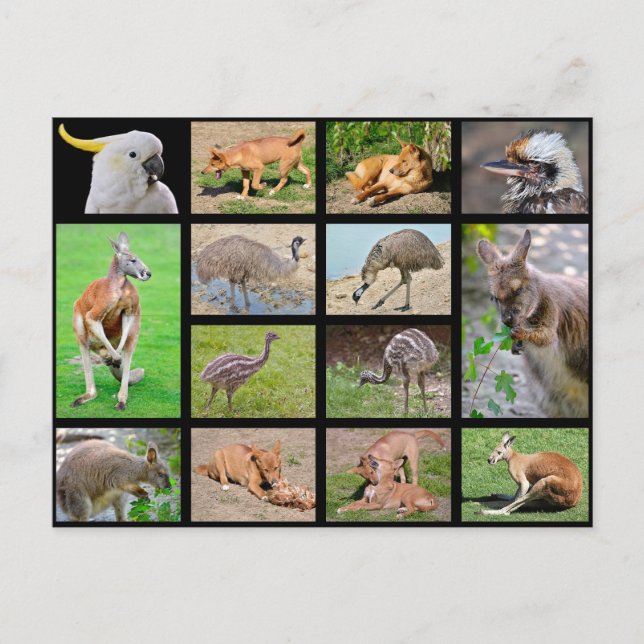 Fourteen mosaic photos of Australian animals Holiday Postcard (Front)