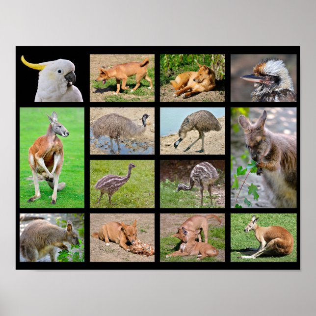 Fourteen mosaic photos of Australian animals Poster (Front)