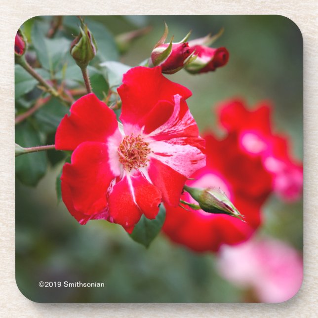 Fourth of July Shrub Coaster (Front)