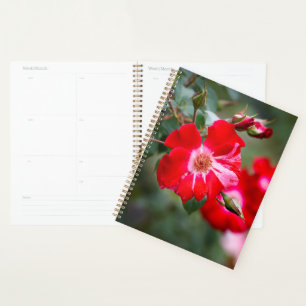 Fourth of July Shrub Planner