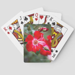 Fourth of July Shrub Playing Cards