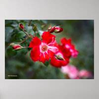 Fourth of July Shrub
