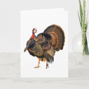 Fowl Language Holiday Card