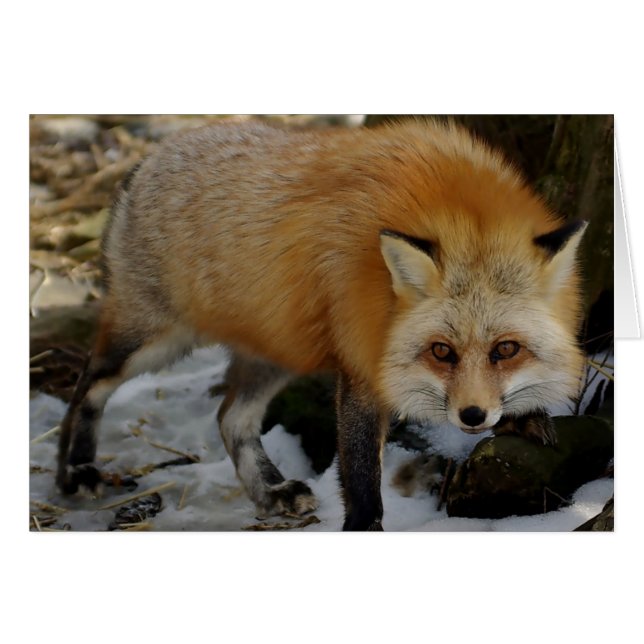 Fox (Front Horizontal)