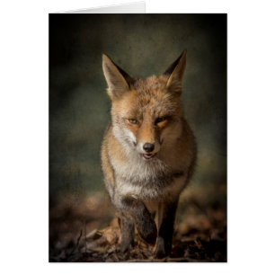 Fox