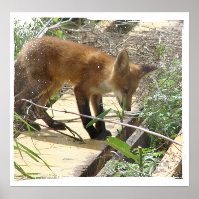 Fox 2 poster (Front)