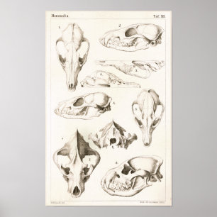 Fox and Hyena Skulls Veterinary Anatomy Print