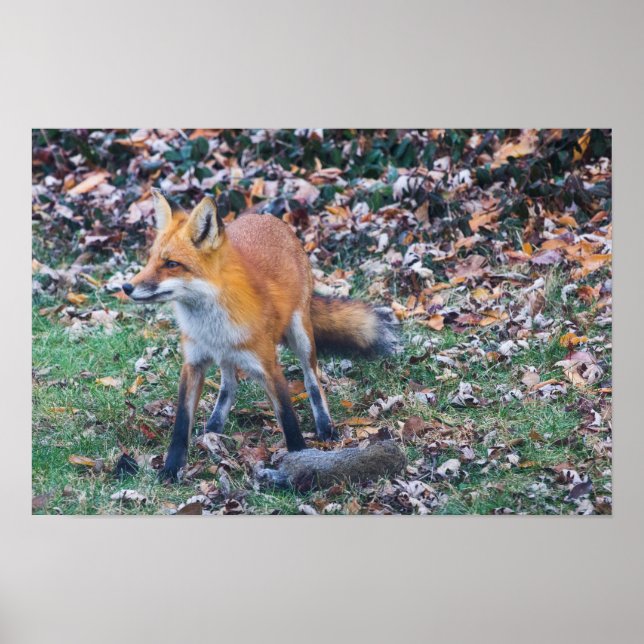 Fox and its kill poster (Front)