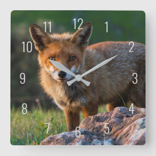 Fox at golden sunset in Australia Closeup Portrait Square Wall Clock