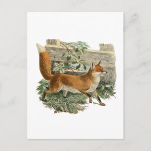 Fox by a Fence Postcard