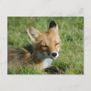 Fox closeup, Brooks Falls Alaska Postcard