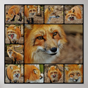 Fox Collage Poster