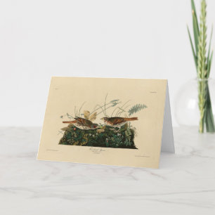 Fox-coloured Sparrow - Audubon's Birds of America Card
