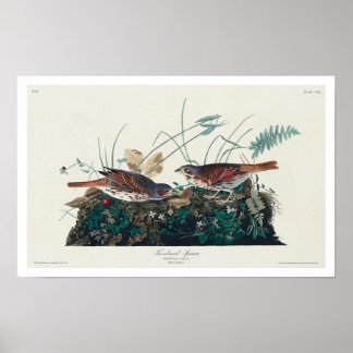 Fox-coloured Sparrow by Audubon Poster