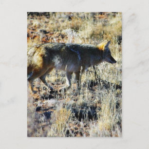 Fox Coyotes Wild Anilmal In Field Postcard