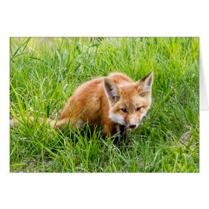 Fox Cub