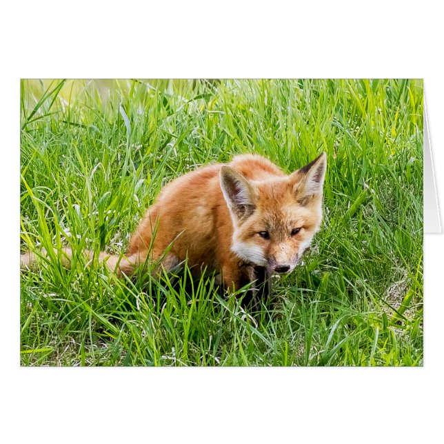 Fox Cub (Front Horizontal)