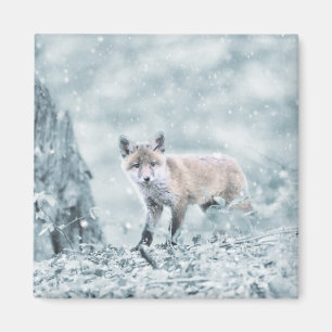 Fox Cub in the Snow Magnet