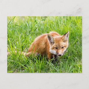 Fox Cub Postcard
