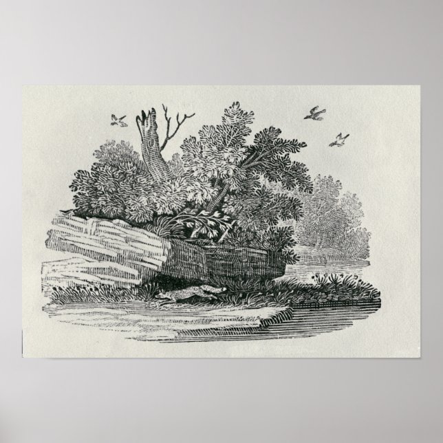 Fox escaping,'The General History of Poster (Front)