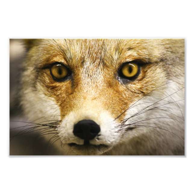 Fox Face Photo Print (Front)